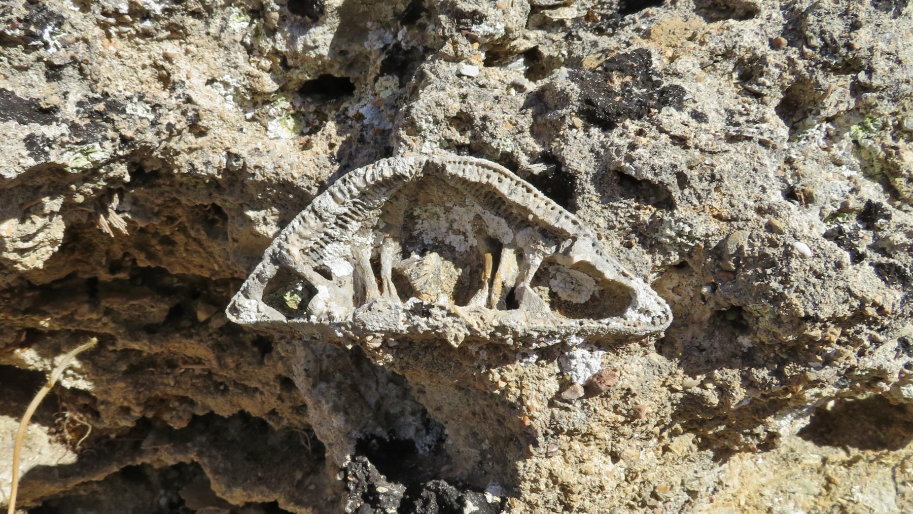 Fossils-6-min.jpg