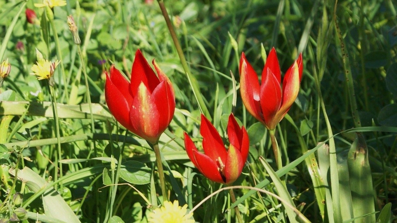 Wild-flowers-of-Kythira-353-min.jpg